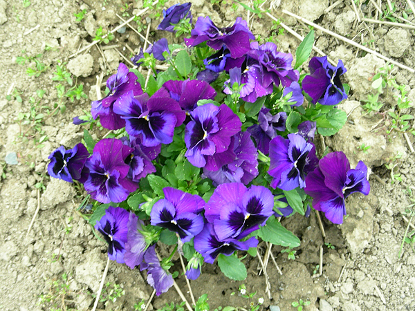 pansy in flower